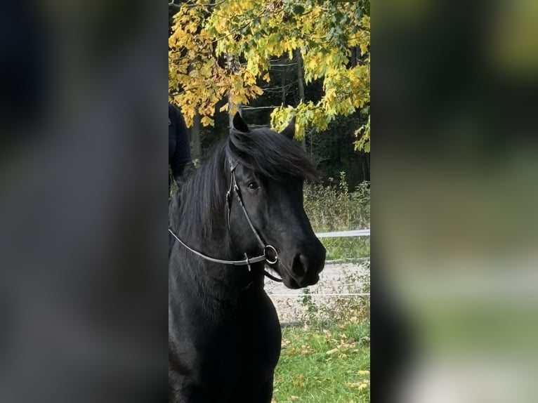 Noriker Wallach 9 Jahre 160 cm Rappe in Pelmberg