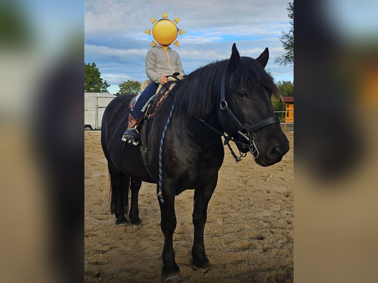 Noriker Wallach 9 Jahre 160 cm Rappe in Pelmberg