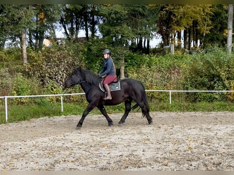Noriker Wallach 9 Jahre 160 cm Rappe in Pelmberg