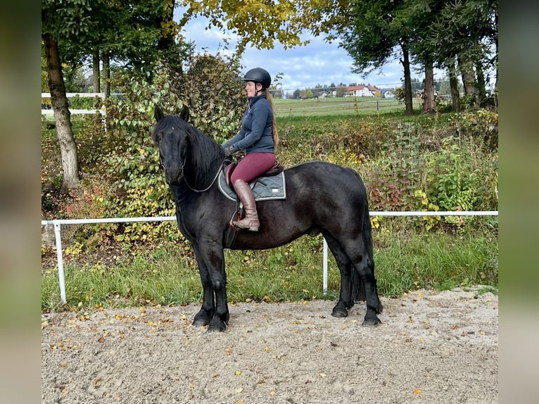 Noriker Wallach 9 Jahre 160 cm Rappe in Pelmberg