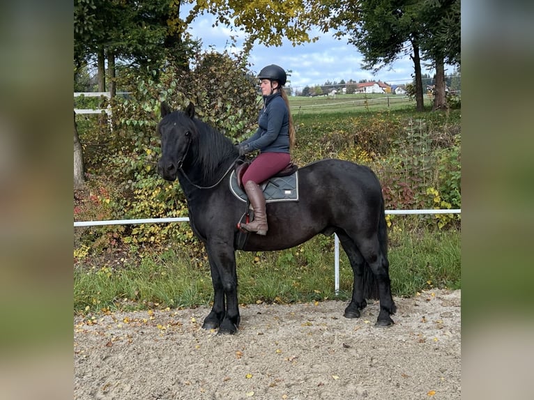 Noriker Wallach 9 Jahre 160 cm Rappe in Pelmberg