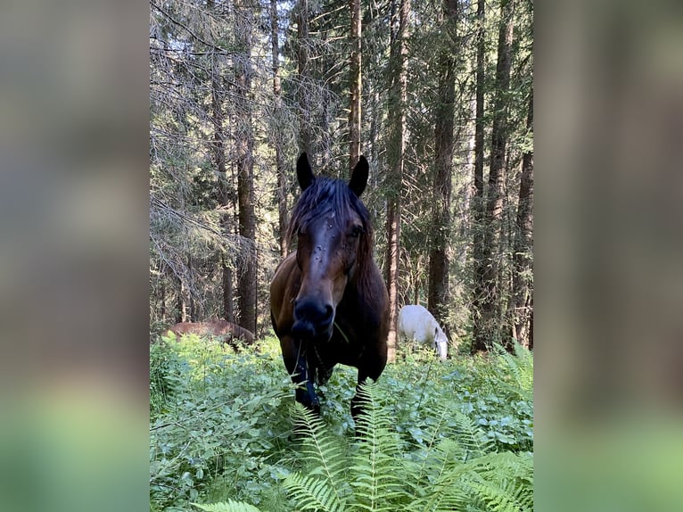 Noriker Wallach 9 Jahre 166 cm Dunkelbrauner in GuggisbergGuggisberg