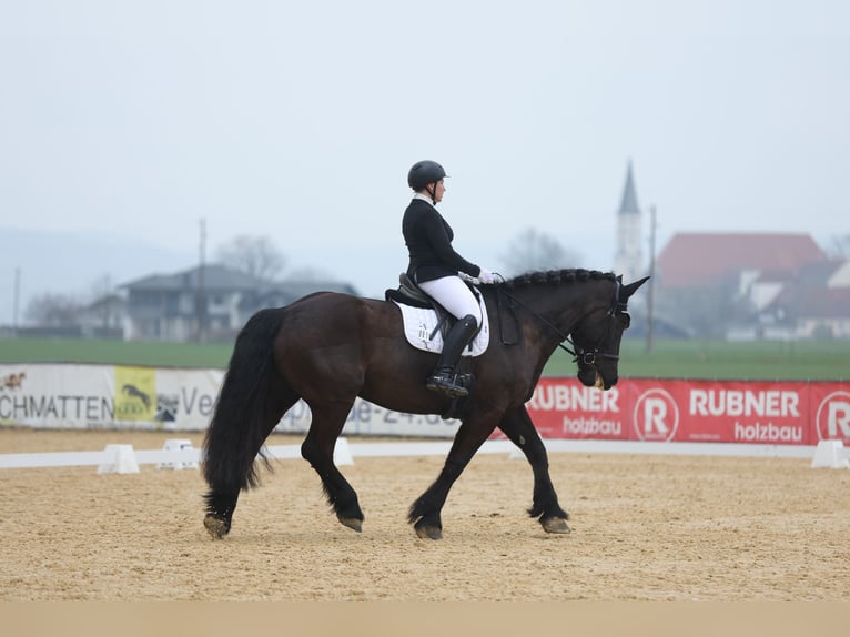 Noriker Wallach 9 Jahre 176 cm Rappe in Weyarn