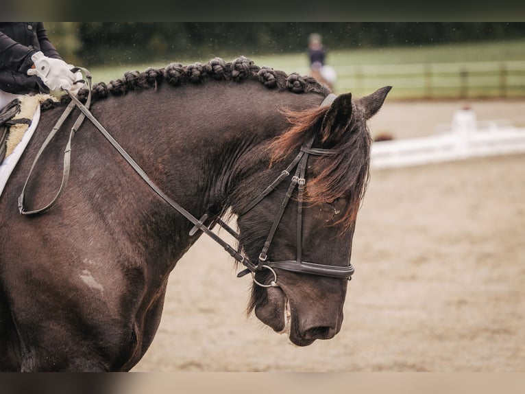 Noriker Wallach 9 Jahre 176 cm Rappe in Weyarn