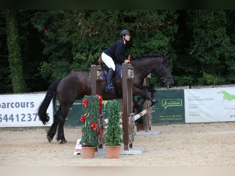 Noriker Wallach 9 Jahre 176 cm Rappe in Weyarn