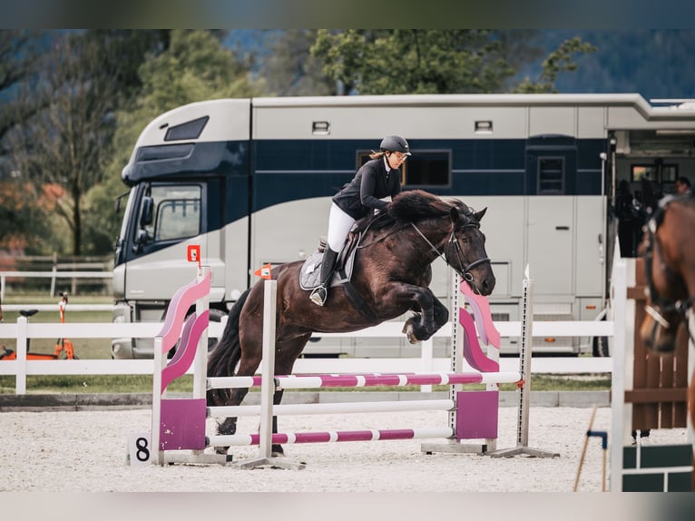 Noriker Wallach 9 Jahre 176 cm Rappe in Weyarn
