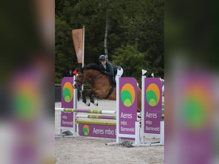 NRPS Castrone 10 Anni 143 cm Baio in Abcoude