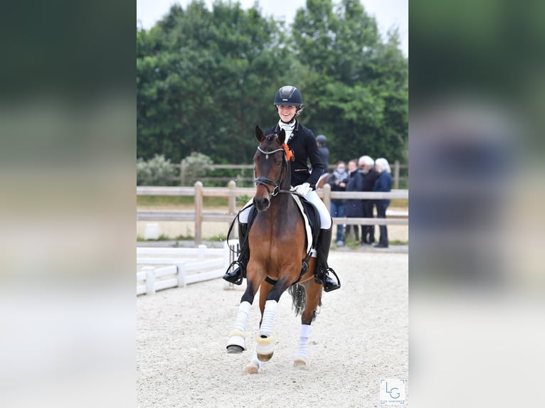 NRPS Castrone 10 Anni 148 cm Baio in Langdorp