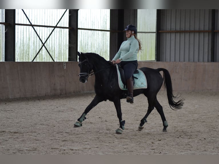 NRPS Castrone 10 Anni 148 cm Morello in Driehuizen