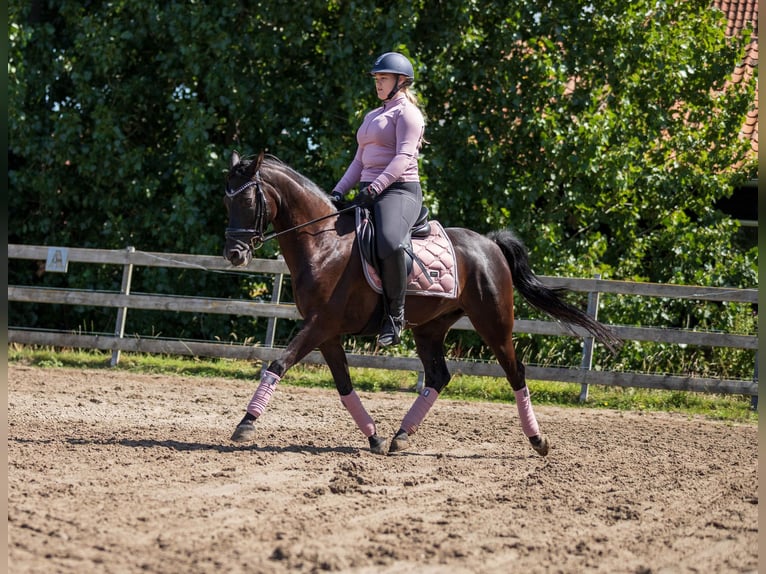 NRPS Castrone 10 Anni 148 cm Morello in Driehuizen