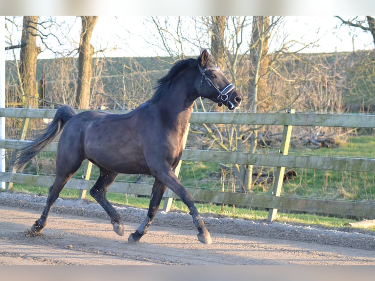 NRPS Castrone 10 Anni 148 cm Morello in Driehuizen