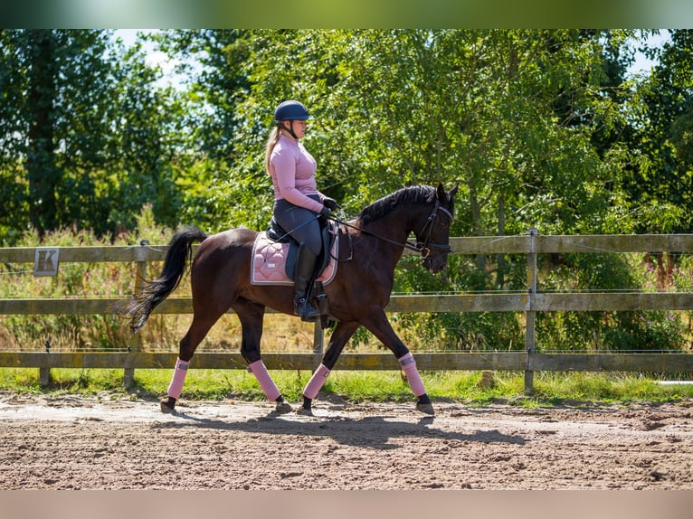 NRPS Castrone 10 Anni 148 cm Morello in Driehuizen