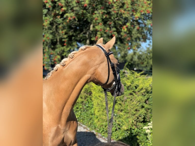 NRPS Castrone 10 Anni 148 cm Palomino in Puth