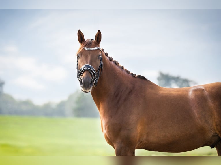 NRPS Castrone 10 Anni 148 cm Sauro in Nieuwerkerk aan den IJssel