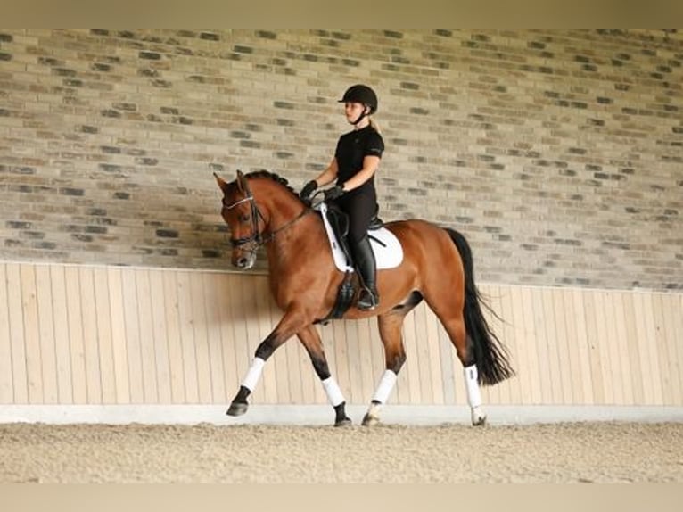 NRPS Castrone 10 Anni 157 cm Baio in Nieuwe Niedorp