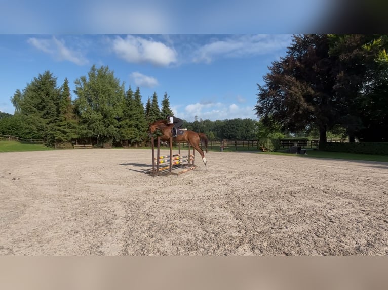 NRPS Castrone 10 Anni 173 cm Sauro in Lochem
