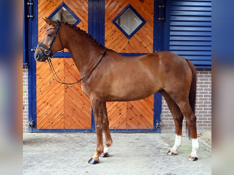 NRPS Castrone 10 Anni 173 cm Sauro in Lochem