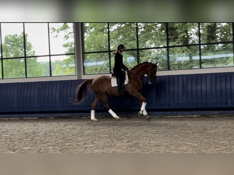 NRPS Castrone 10 Anni 173 cm Sauro in Lochem