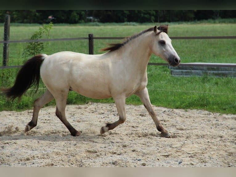 NRPS Castrone 11 Anni 130 cm in Epee