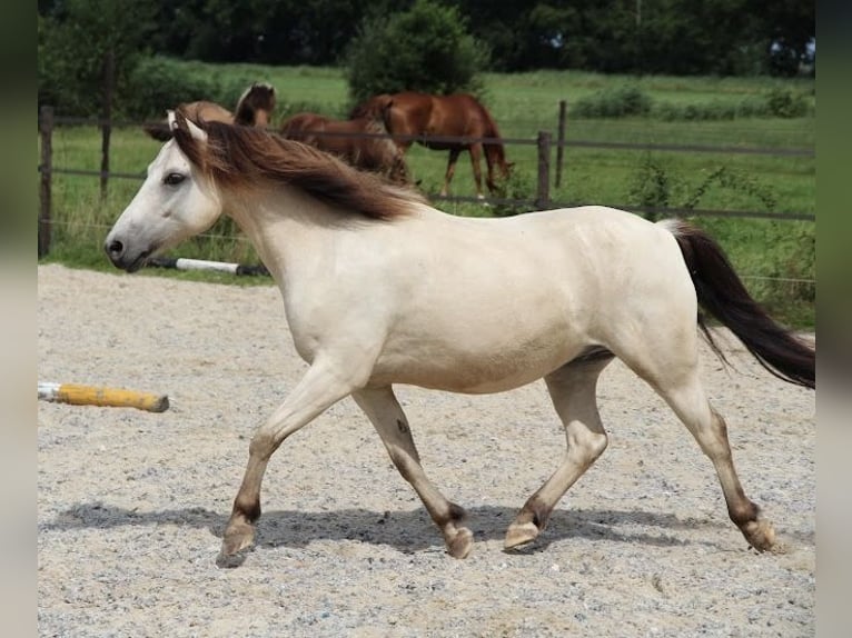 NRPS Castrone 11 Anni 130 cm in Epee