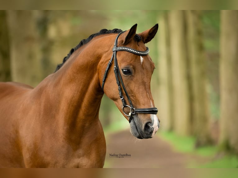 NRPS Castrone 11 Anni 148 cm Baio in Tilburg