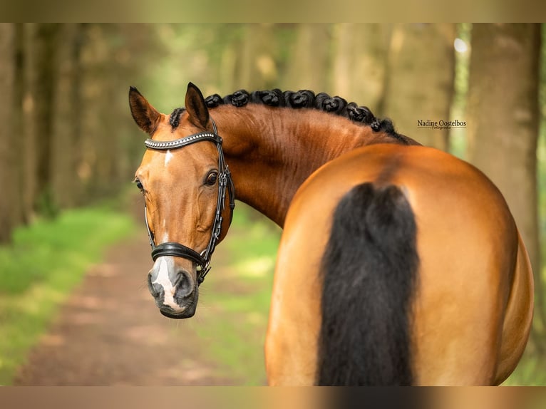 NRPS Castrone 11 Anni 148 cm Baio in Tilburg