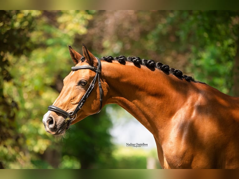 NRPS Castrone 11 Anni 148 cm Baio in Tilburg