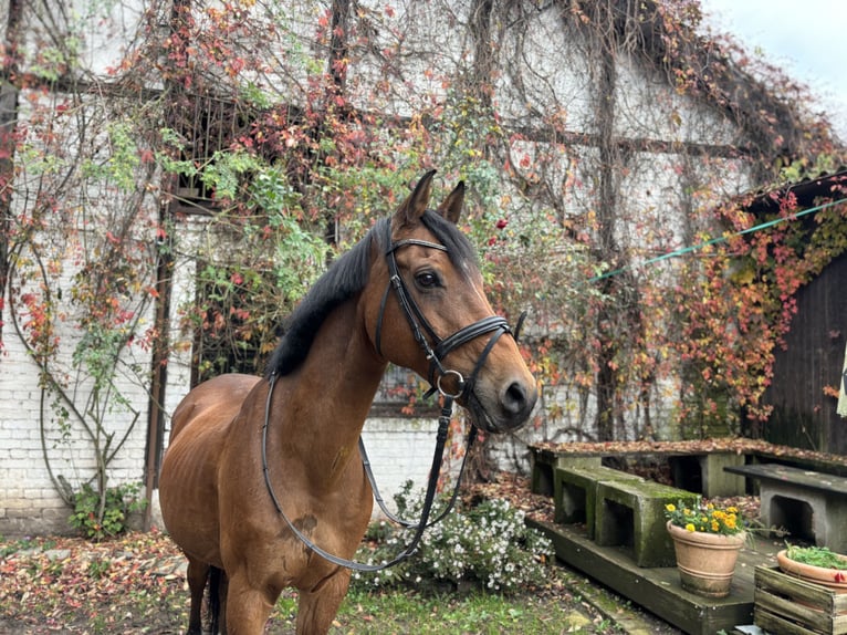 NRPS Castrone 12 Anni 148 cm Baio in Saarbrücken