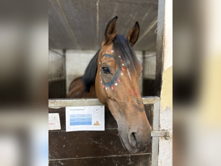 NRPS Castrone 12 Anni 148 cm Baio in Saarbrücken