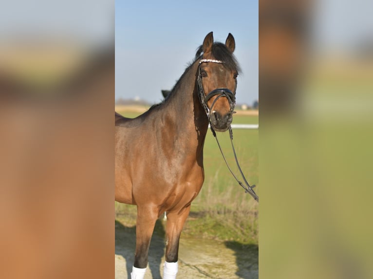 NRPS Castrone 13 Anni 144 cm Baio in Geilenkirchen