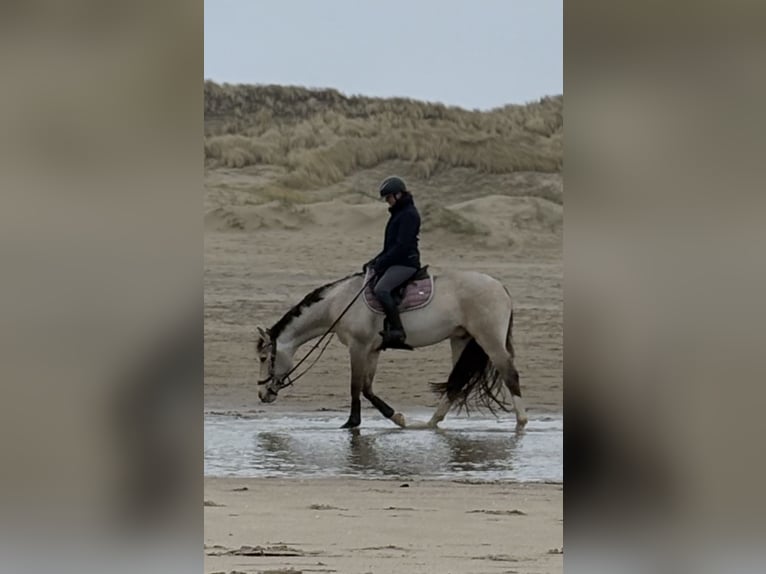 NRPS Castrone 13 Anni 148 cm Falbo in Westbeemster