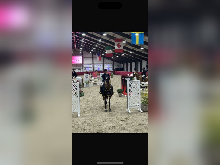 NRPS Castrone 13 Anni 169 cm Baio in Goes