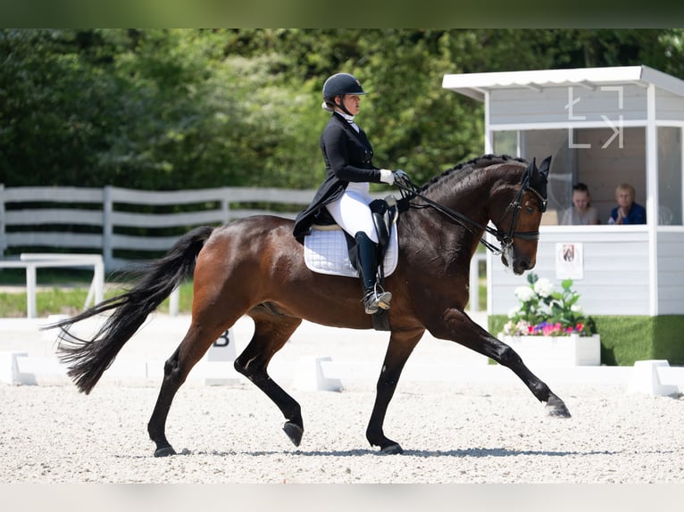 NRPS Castrone 13 Anni 174 cm Baio ciliegia in Werkendam