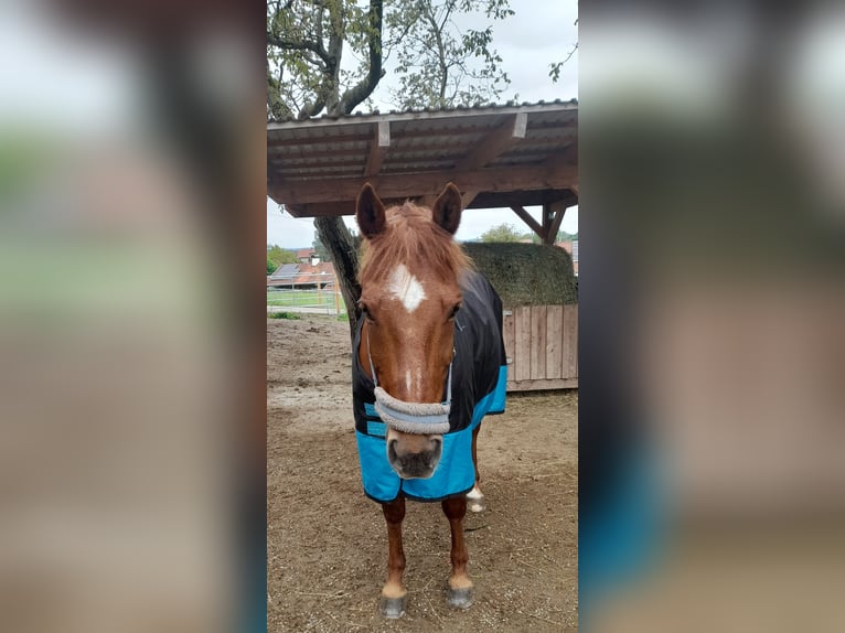 NRPS Castrone 14 Anni 150 cm Sauro scuro in Traunstein