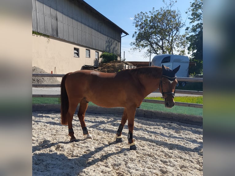 NRPS Castrone 14 Anni 150 cm Sauro scuro in Traunstein