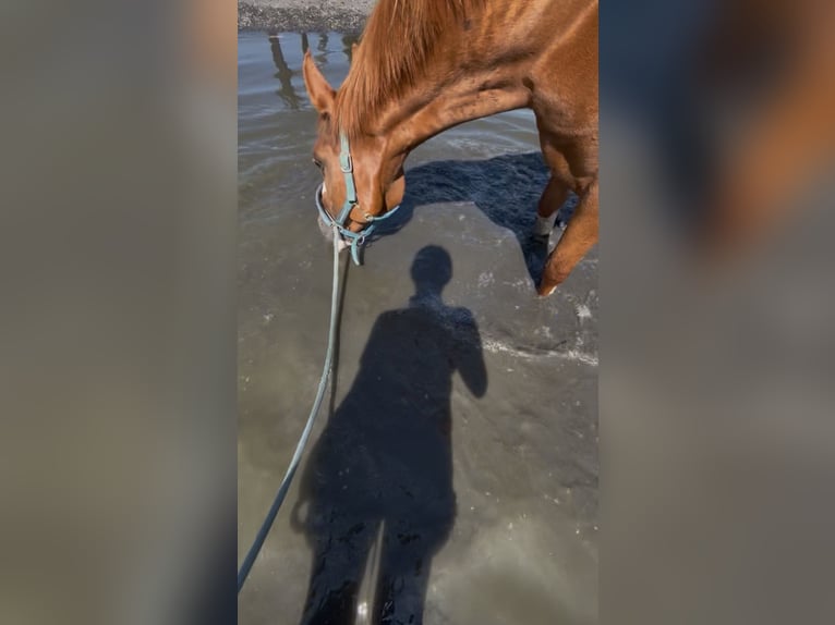NRPS Mix Castrone 14 Anni 157 cm Sauro in Borchen