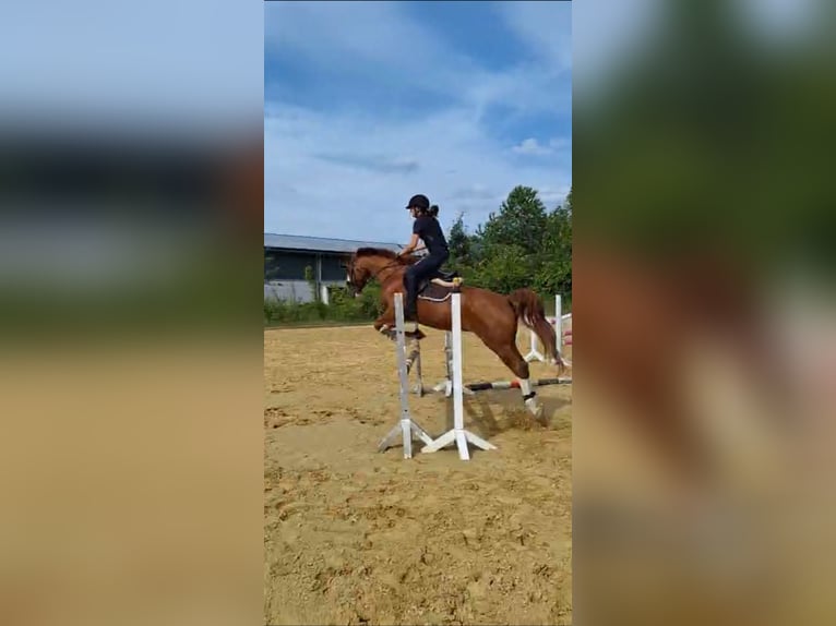 NRPS Mix Castrone 14 Anni 157 cm Sauro in Borchen