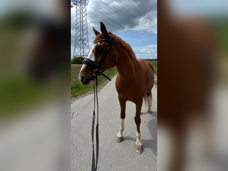 NRPS Mix Castrone 14 Anni 157 cm Sauro in Borchen