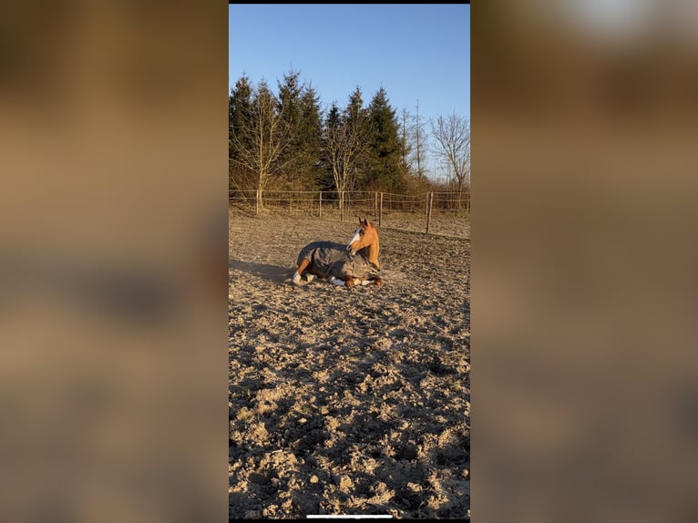 NRPS Mix Castrone 14 Anni 157 cm Sauro in Borchen
