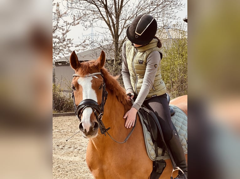 NRPS Mix Castrone 14 Anni 157 cm Sauro in Borchen