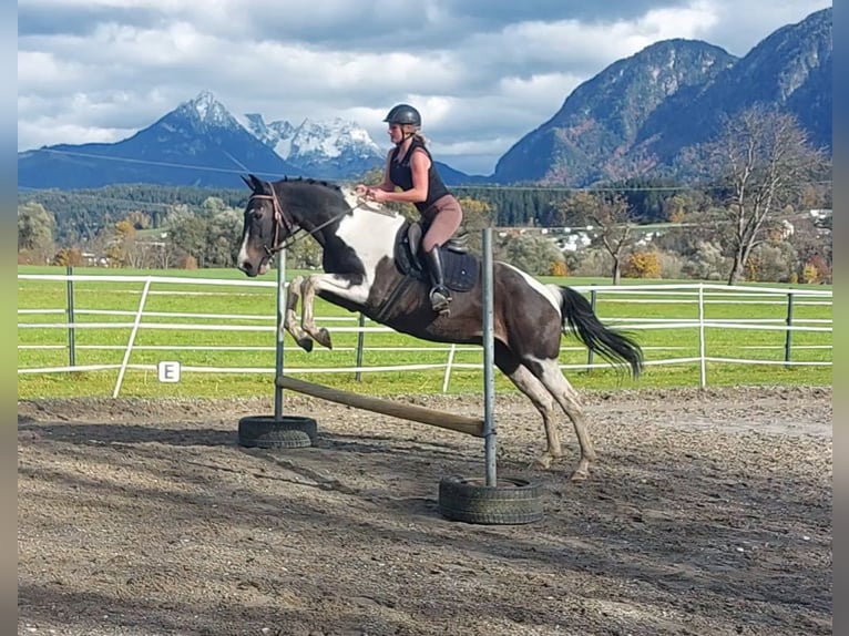 NRPS Castrone 14 Anni 160 cm Pezzato in Kirchbichl