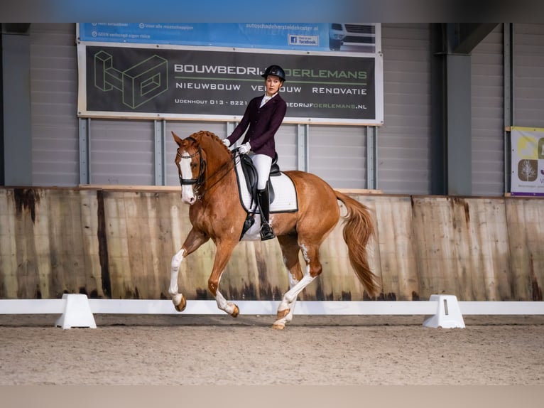 NRPS Castrone 14 Anni 168 cm Sabino in Nuland