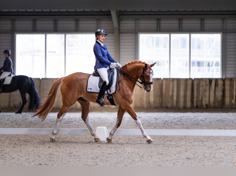 NRPS Castrone 14 Anni 168 cm Sabino in Nuland