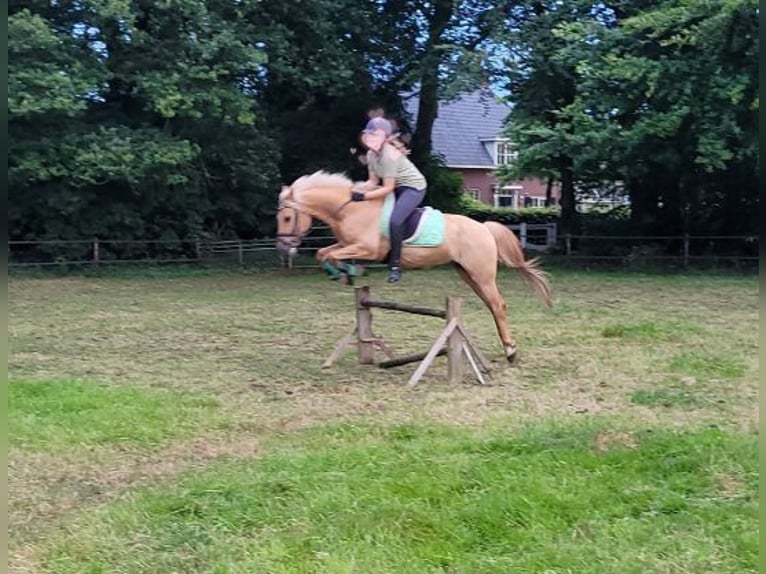 NRPS Mix Castrone 15 Anni 144 cm Palomino in Wilp