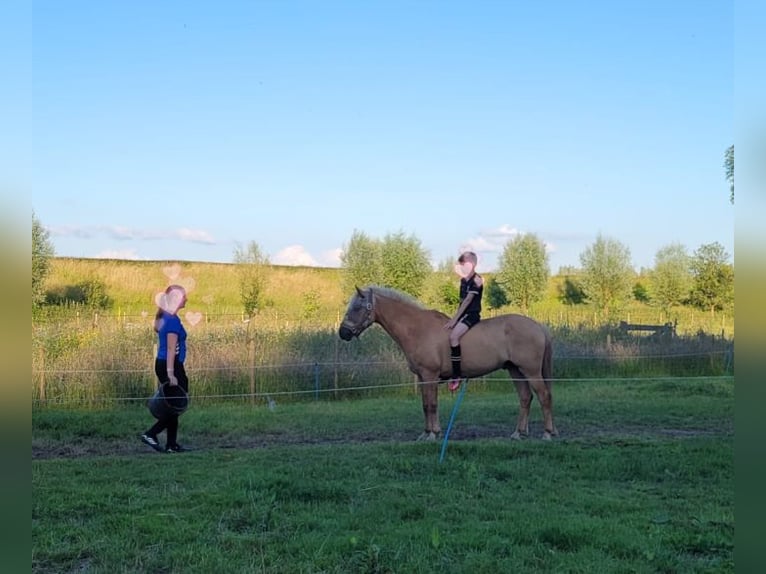 NRPS Mix Castrone 15 Anni 144 cm Palomino in Wilp