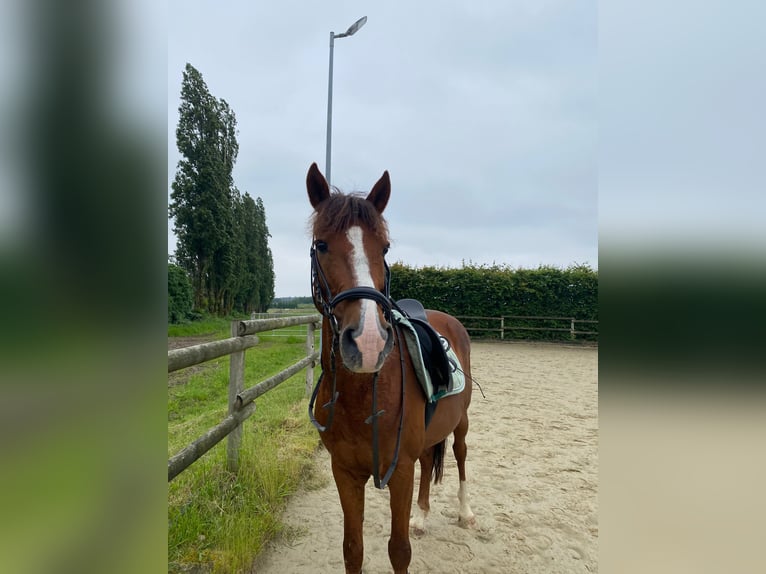 NRPS Castrone 17 Anni 145 cm Sauro in Düsseldorf