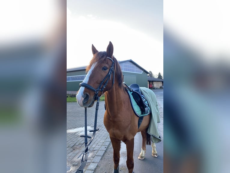 NRPS Castrone 17 Anni 145 cm Sauro in Düsseldorf