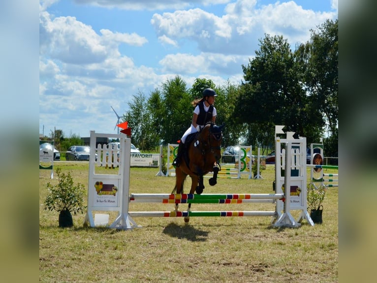 NRPS Castrone 17 Anni 148 cm Baio in Ehrenburg