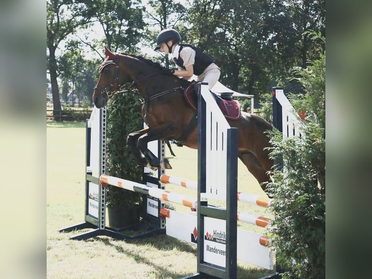 NRPS Castrone 18 Anni 144 cm Baio in Manderveen