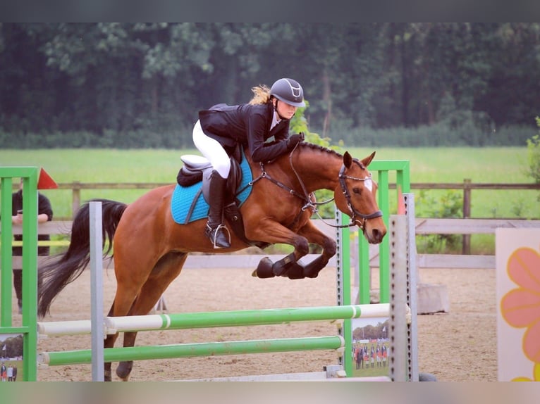NRPS Castrone 18 Anni 148 cm Baio in Laren (Gld)